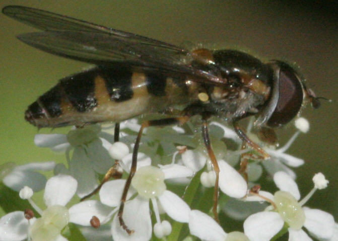 Meligramma trianguliferum