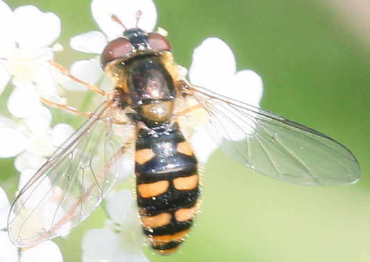Meligramma euchromum