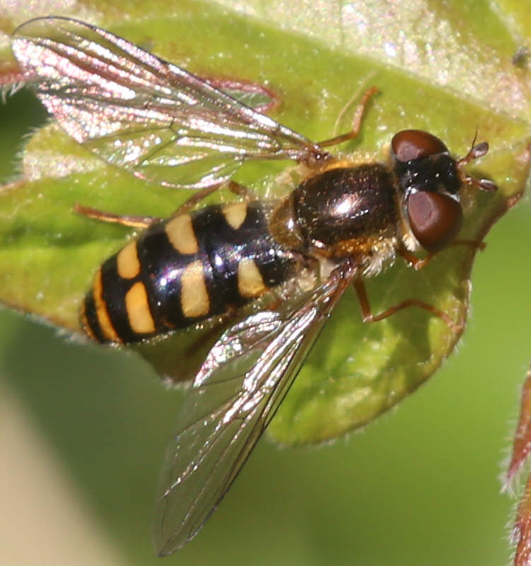 Meligramma euchromum