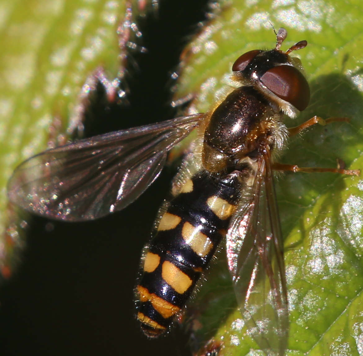 Meligramma euchromum