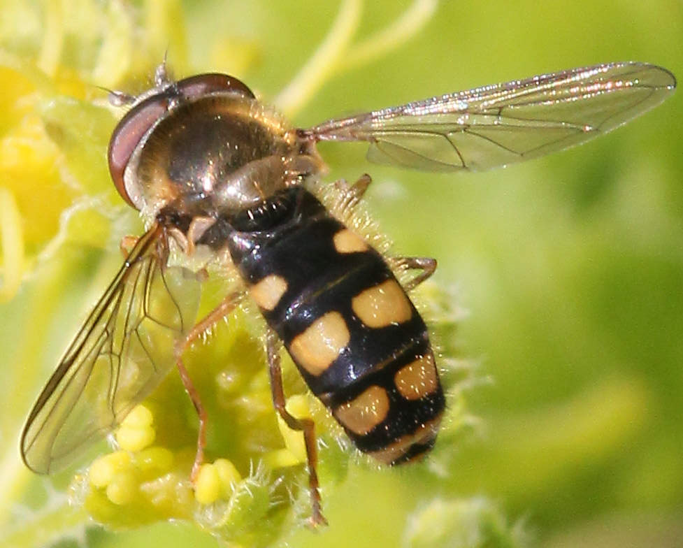 Meligramma euchromum