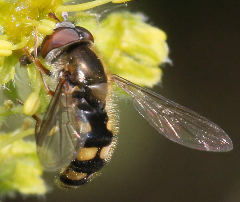 Meligramma euchromum
