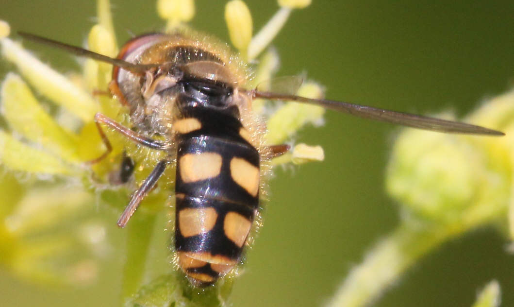 Meligramma euchromum
