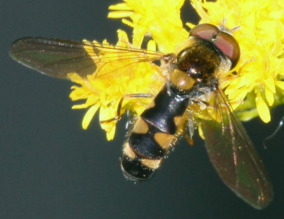 Meligramma trianguliferum