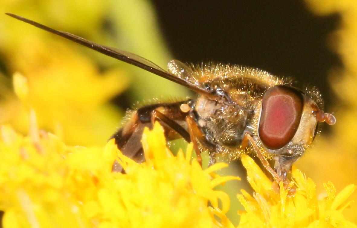 Meligramma trianguliferum