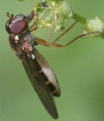Melanostoma scalare