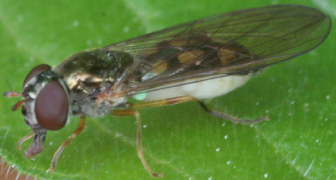 Melanostoma scalare