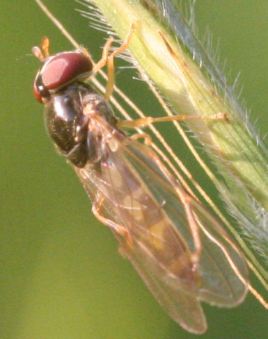 Melanostoma scalare