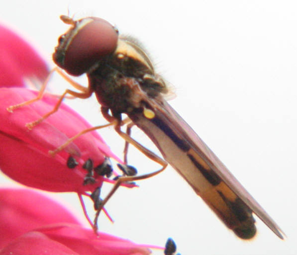 Melanostoma scalare
