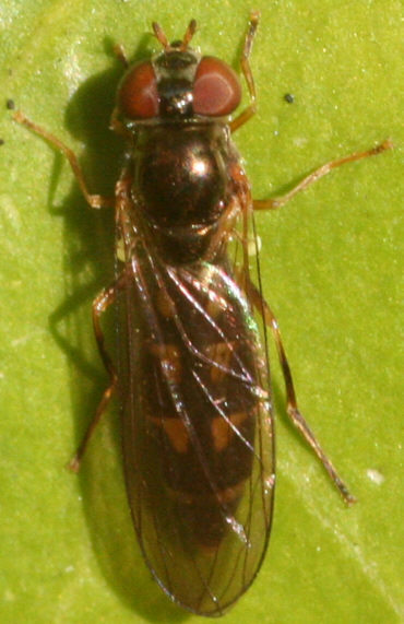 Melanostoma scalare