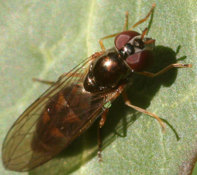 Melanostoma scalare