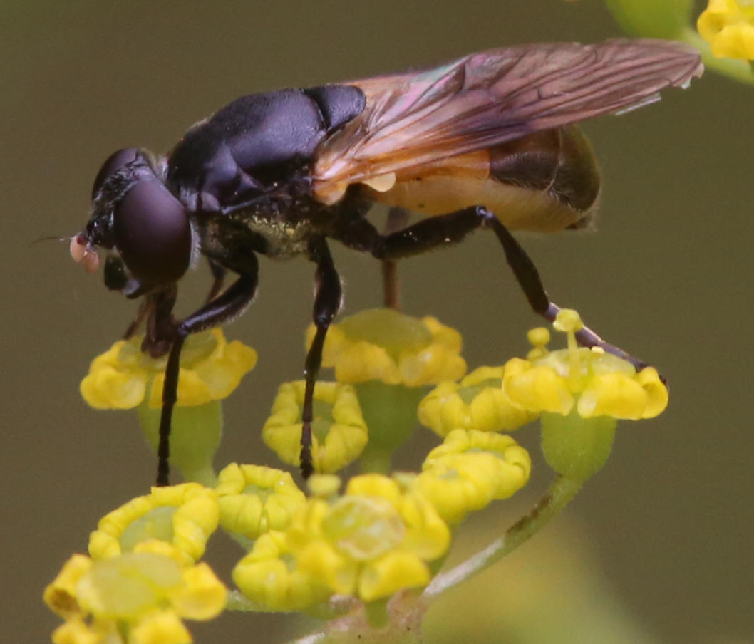 Myolepta dubia