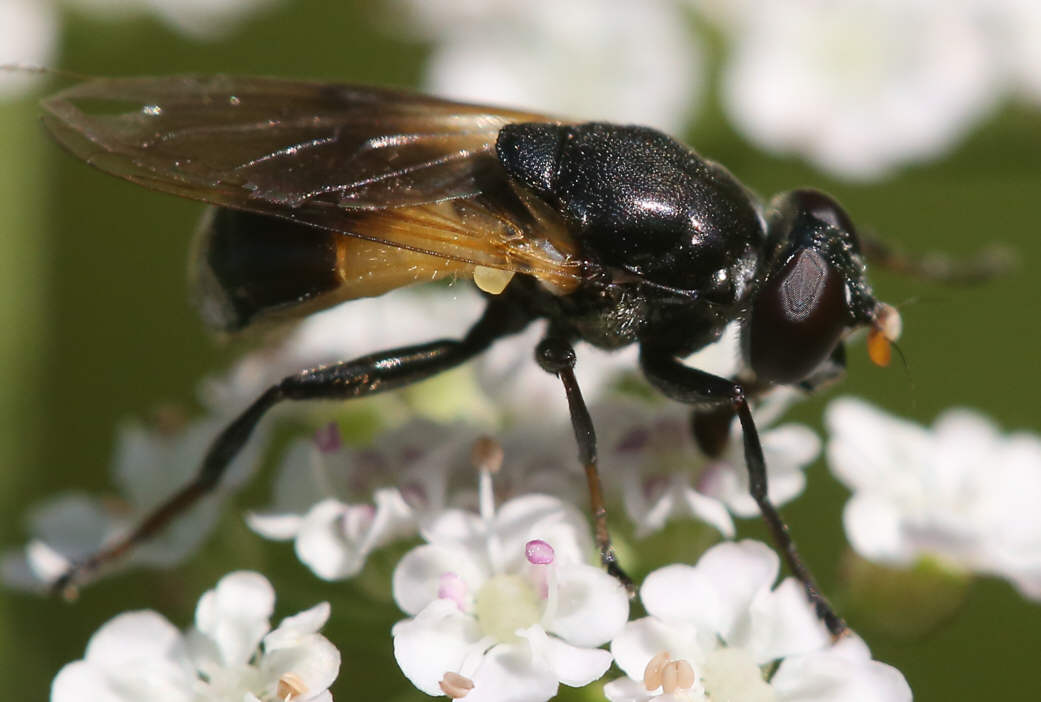 Myolepta dubia