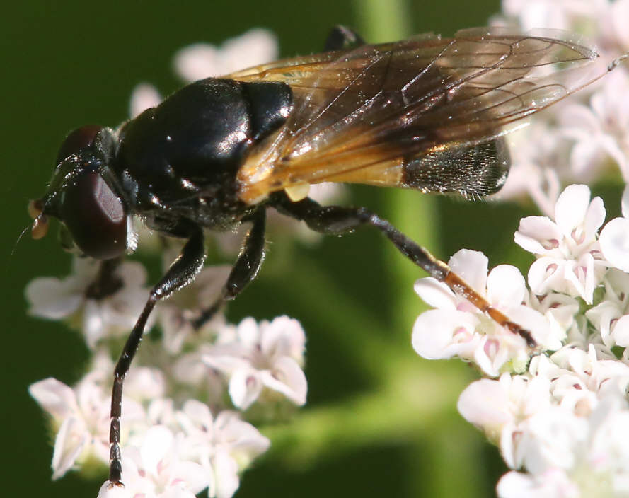 Myolepta dubia