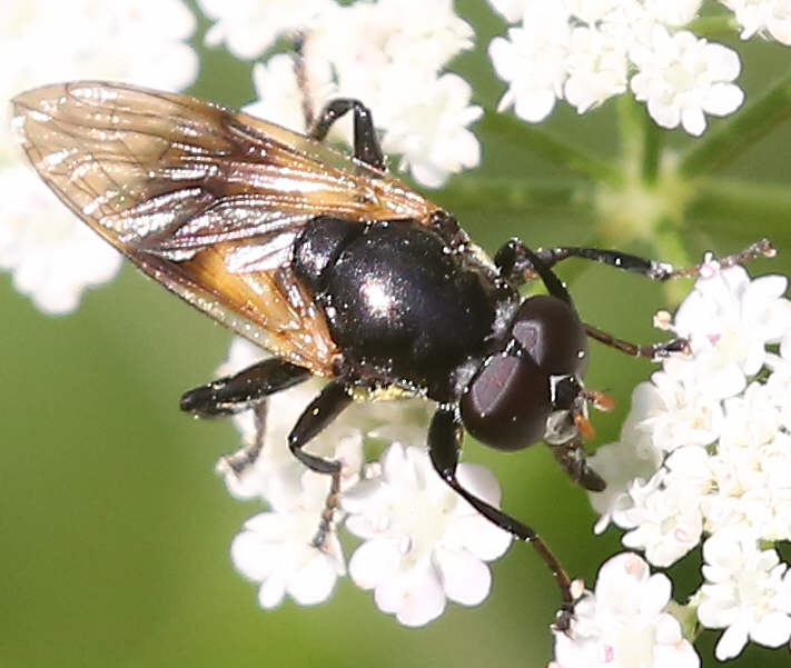 Myolepta dubia