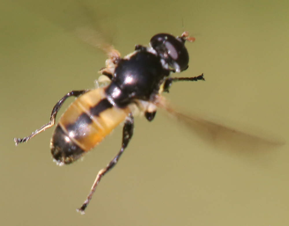 Myolepta dubia