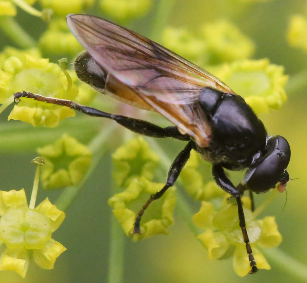 Myolepta dubia