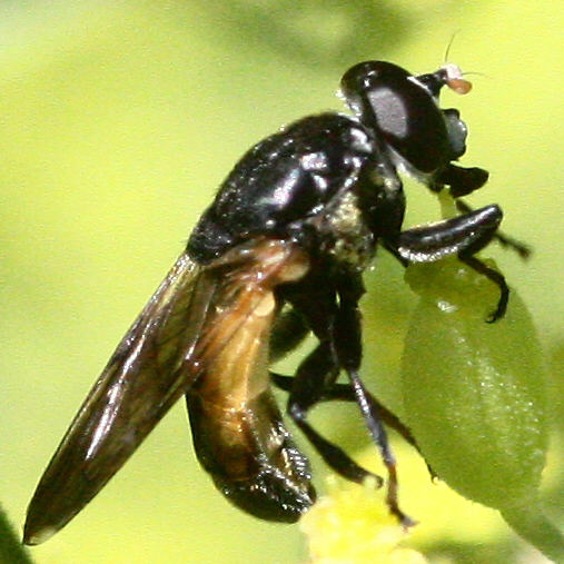 Myolepta dubia