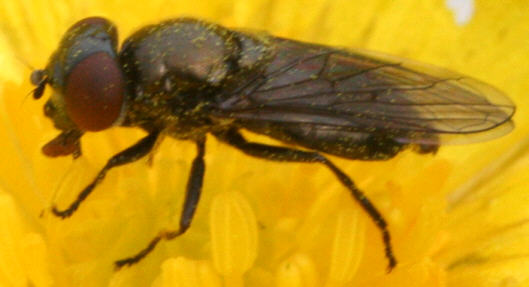 Melanogaster hirtella