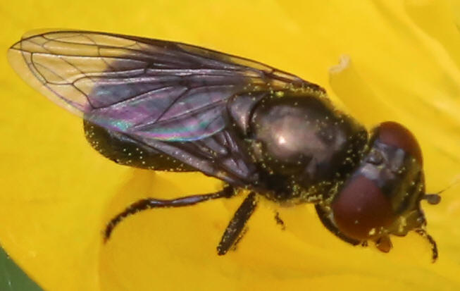 Melanogaster hirtella