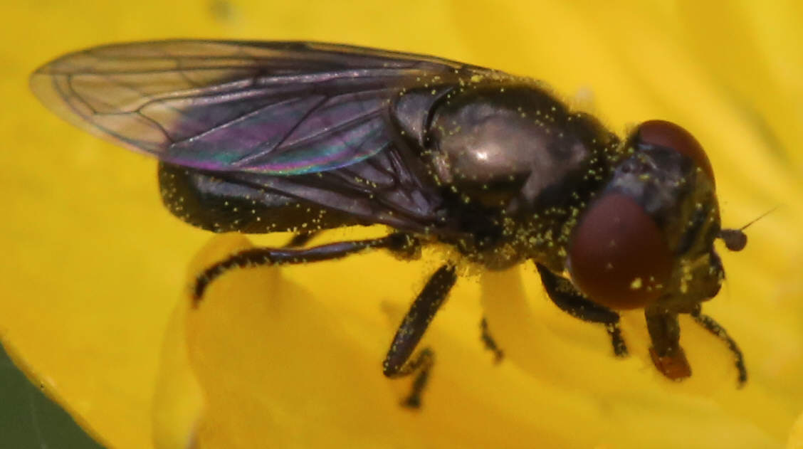Melanogaster hirtella