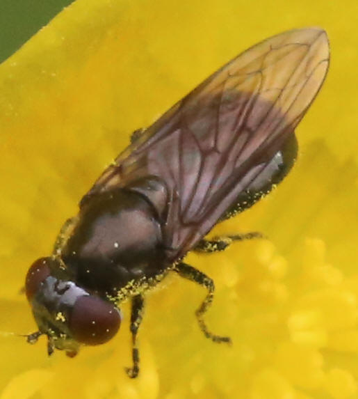 Melanogaster hirtella