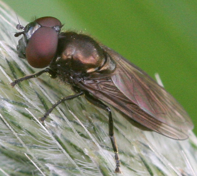 Melanogaster hirtella