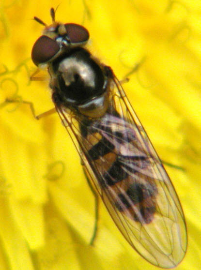Meliscaeva auricollis