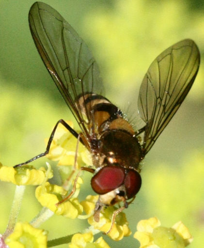 Meliscaeva cinctella