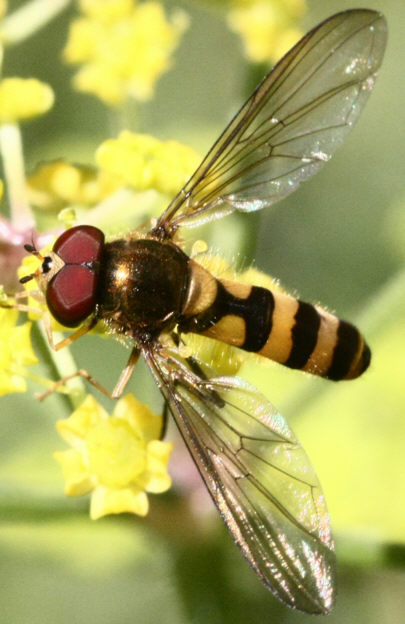 Meliscaeva cinctella