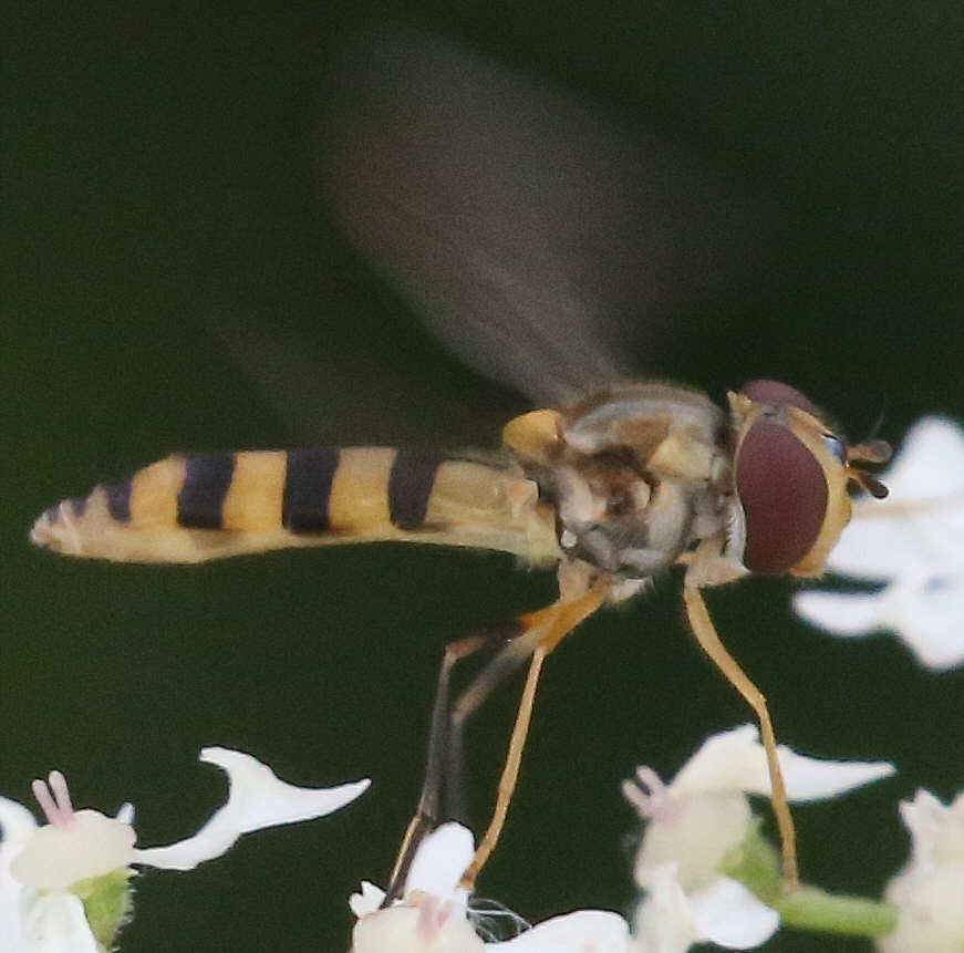 Meliscaeva cinctella