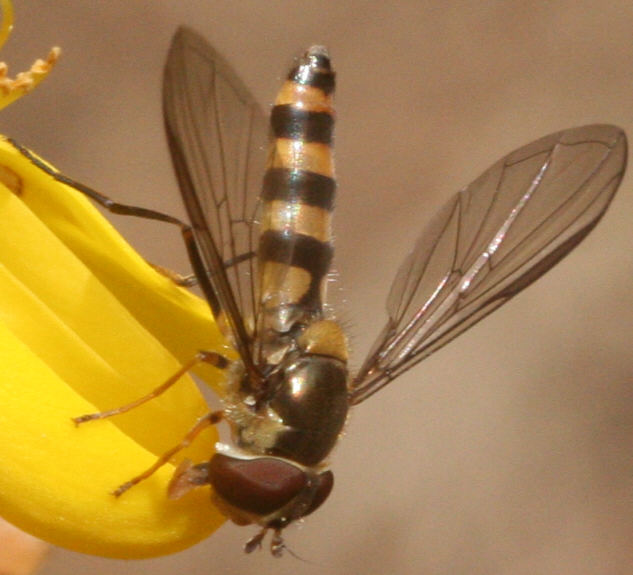 Meliscaeva cinctella