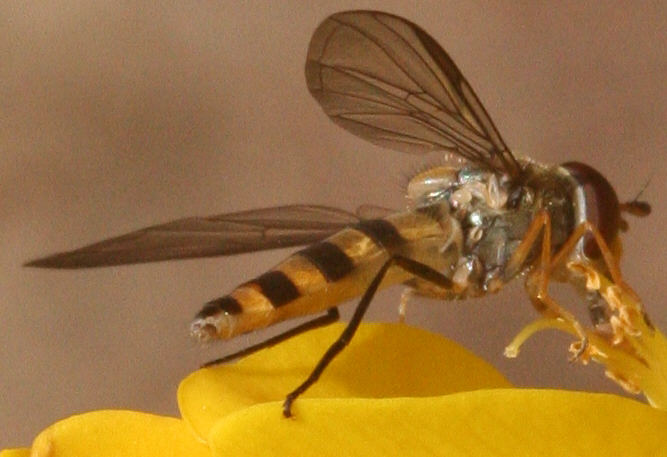 Meliscaeva cinctella