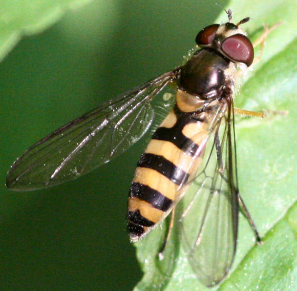 Meliscaeva cinctella