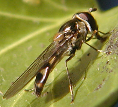 Meliscaeva auricollis
