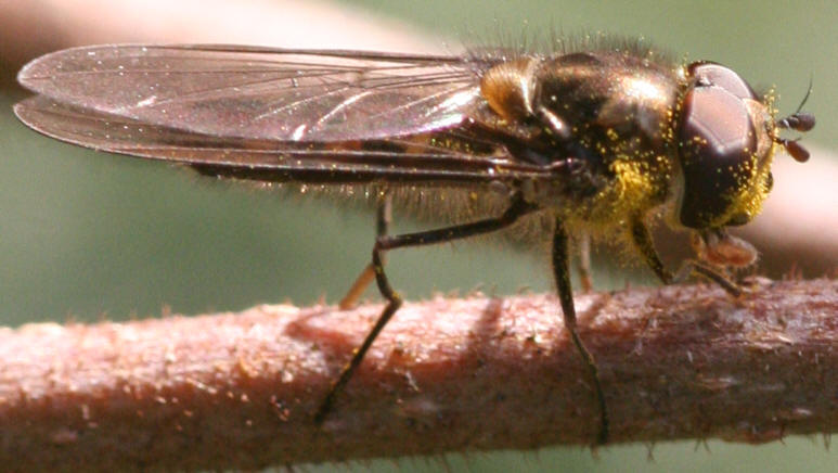 Meliscaeva auricollis