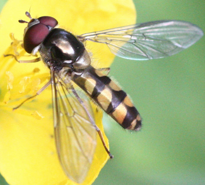 Meliscaeva auricollis