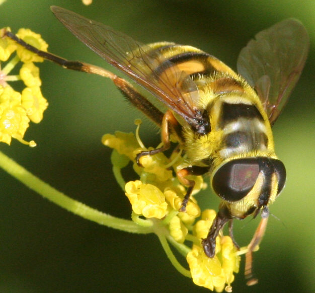 Myathropa florea