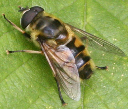 Myathropa florea