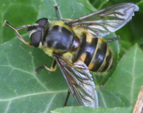 Myathropa florea