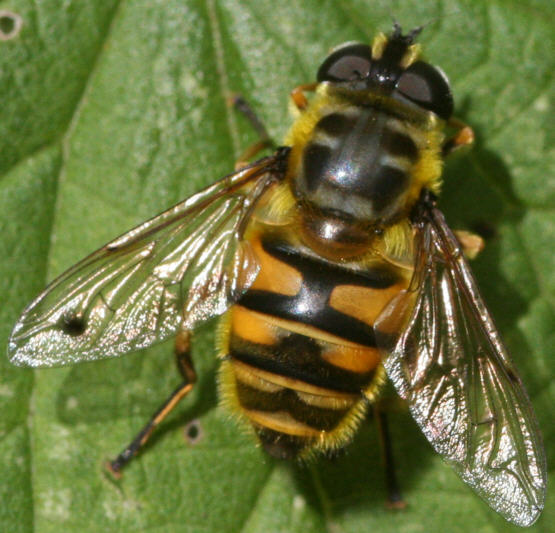 Myathropa florea