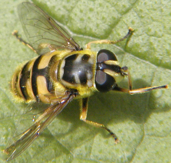 Myathropa florea