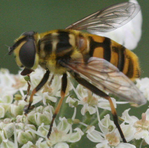 Myathropa florea