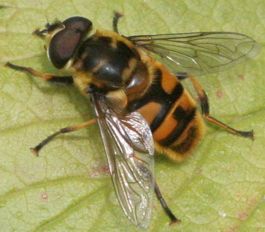Myathropa florea