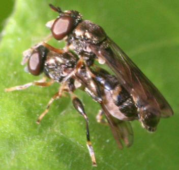 Neoascia podagrica