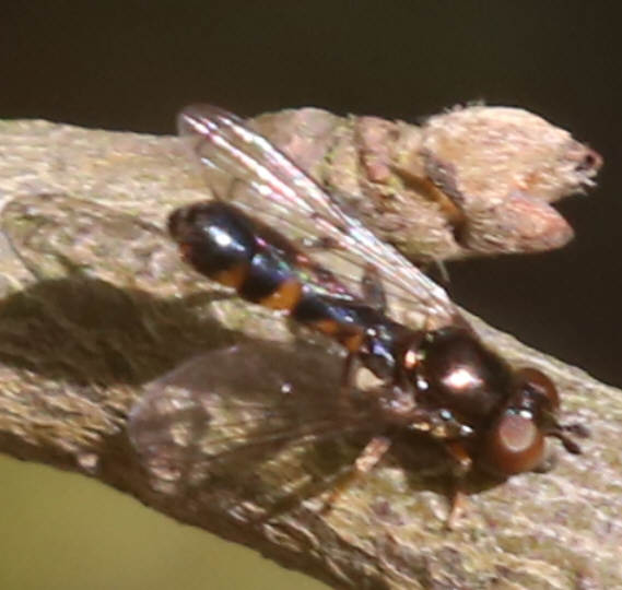 Neoascia interrupta