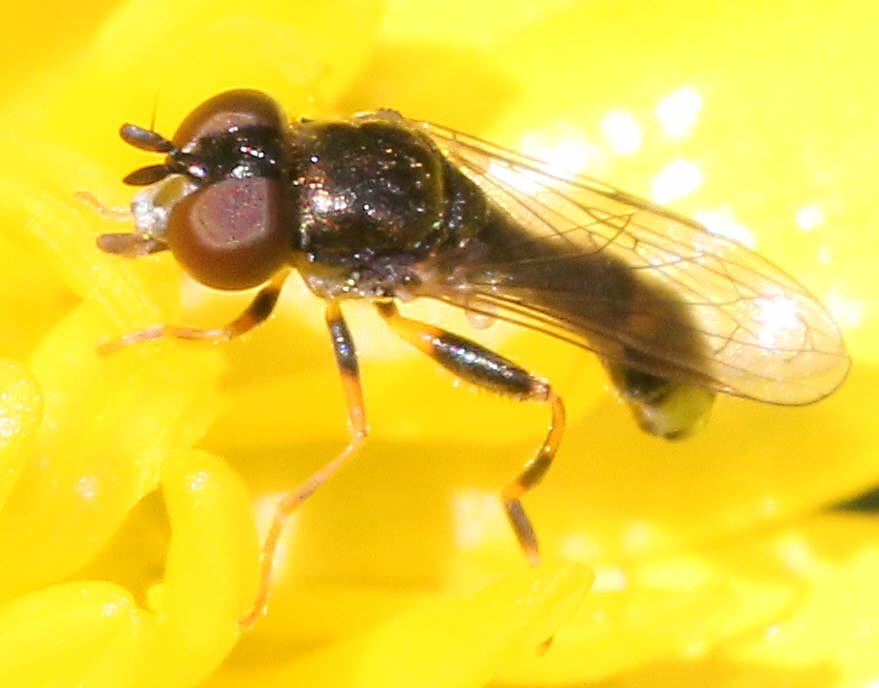 Neoascia meticulosa