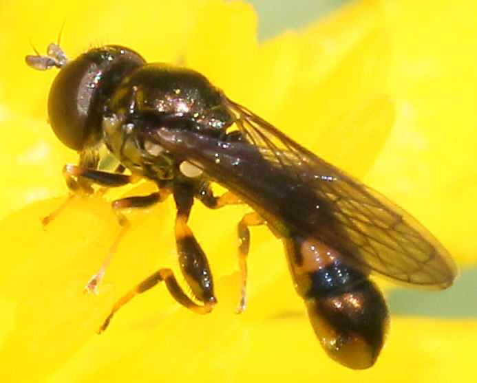 Neoascia tenur