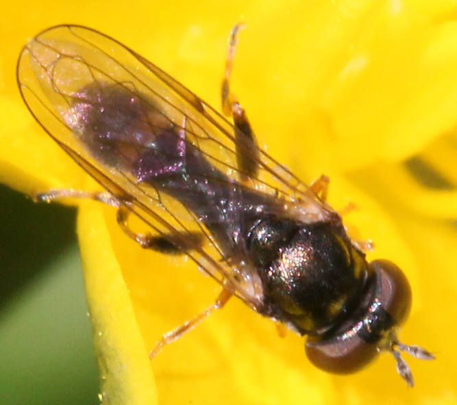 Neoascia meticulosa