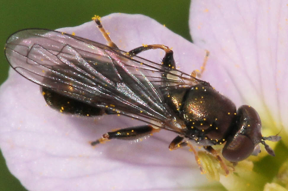 Neoascia tenur
